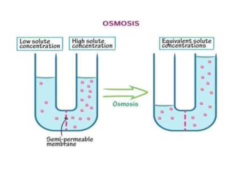 Osmosis Process